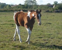 Pferd Undien de Circée Z (Zangersheide Reitpferd, 2009, von Utah van Erpekom)