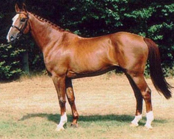 stallion Amadeus Z (Hanoverian, 1985, from Almé)