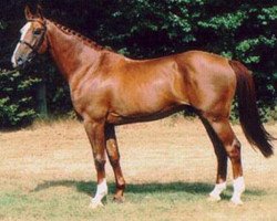 stallion Amadeus Z (Hanoverian, 1985, from Alme)