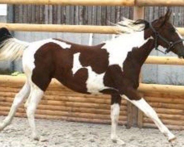 Pferd Utagada de Circée Z (Zangersheide Reitpferd, 2010, von Utah van Erpekom)