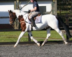 horse Vagebont (KWPN (Royal Dutch Sporthorse), 2002, from Mecenas)