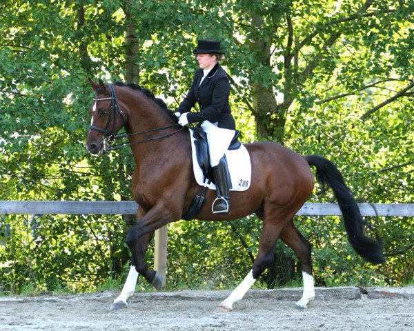 dressage horse Flamur Pur (Rhinelander, 2007, from Flamur)