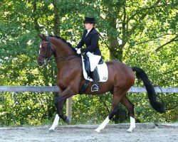 dressage horse Flamur Pur (Rhinelander, 2007, from Flamur)