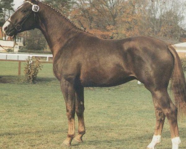 stallion Wogenspieler (Hanoverian, 1984, from World Cup I)