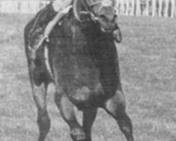 stallion Jaazeiro xx (Thoroughbred, 1975, from Sham xx)