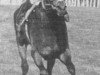 stallion Jaazeiro xx (Thoroughbred, 1975, from Sham xx)