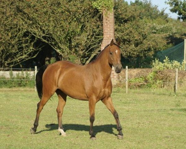 horse Utah's Callisto (anglo european sporthorse, 2007, from Utah van Erpekom)