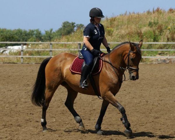 broodmare Knowle Jupiter (UK Warmblood, 1994, from Triune xx)