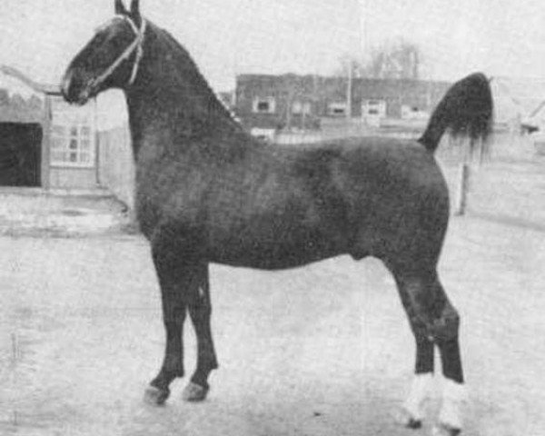 Pferd Romeo (Niederländisches Warmblut, 1952, von Harro)
