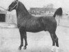 stallion Romeo (Dutch Warmblood, 1952, from Harro)