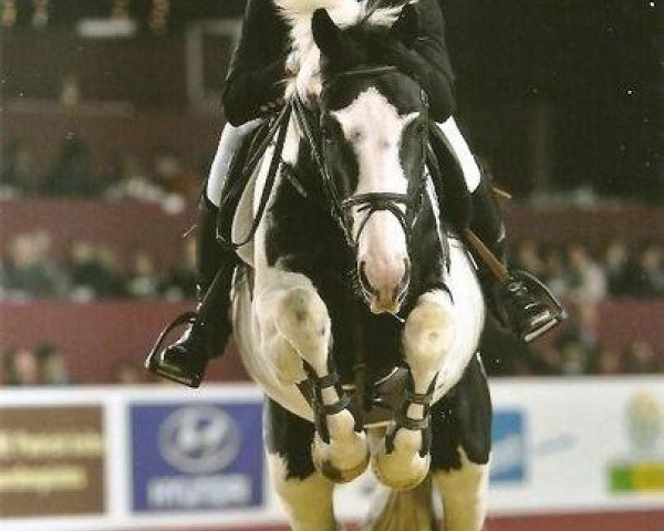 stallion Ceasar Ter Linden (KWPN (Royal Dutch Sporthorse), 2007, from King)