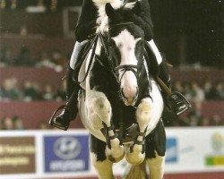 stallion Ceasar Ter Linden (KWPN (Royal Dutch Sporthorse), 2007, from King)