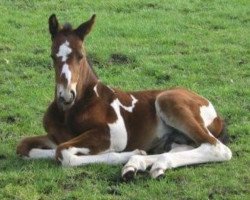 horse Utaka van Erpekom Z (Belgian Warmblood, 2007, from Utah van Erpekom)