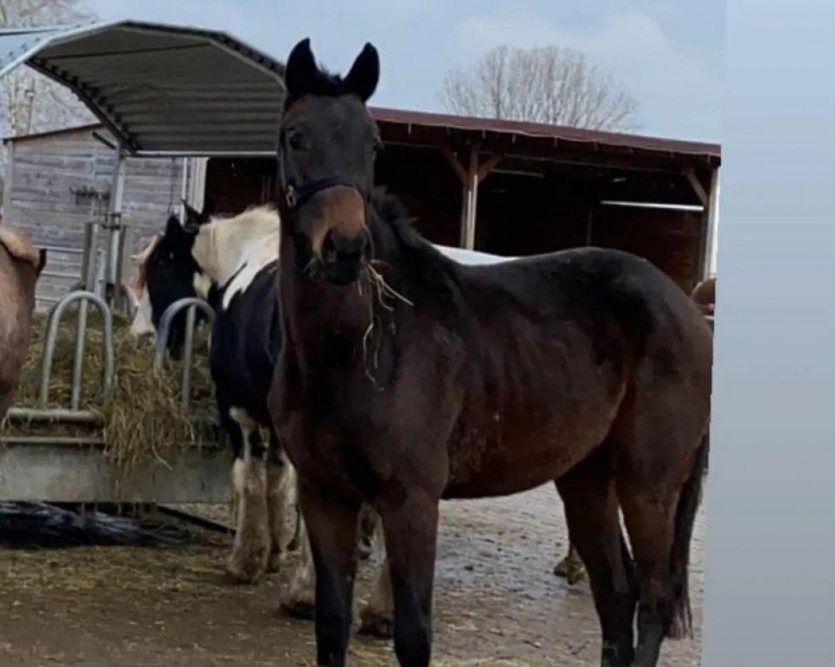 dressage horse Daliah Lavi vom Matthof (Oldenburg show jumper, 2019, from Sir Bedo)