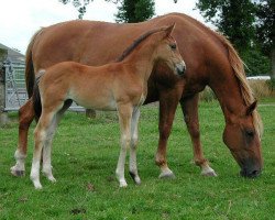 broodmare La Mare (Selle Français, 1999, from Apache d'Adriers)