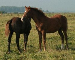 Springpferd Valentino de Circée (Selle Français, 2009, von Corofino I)