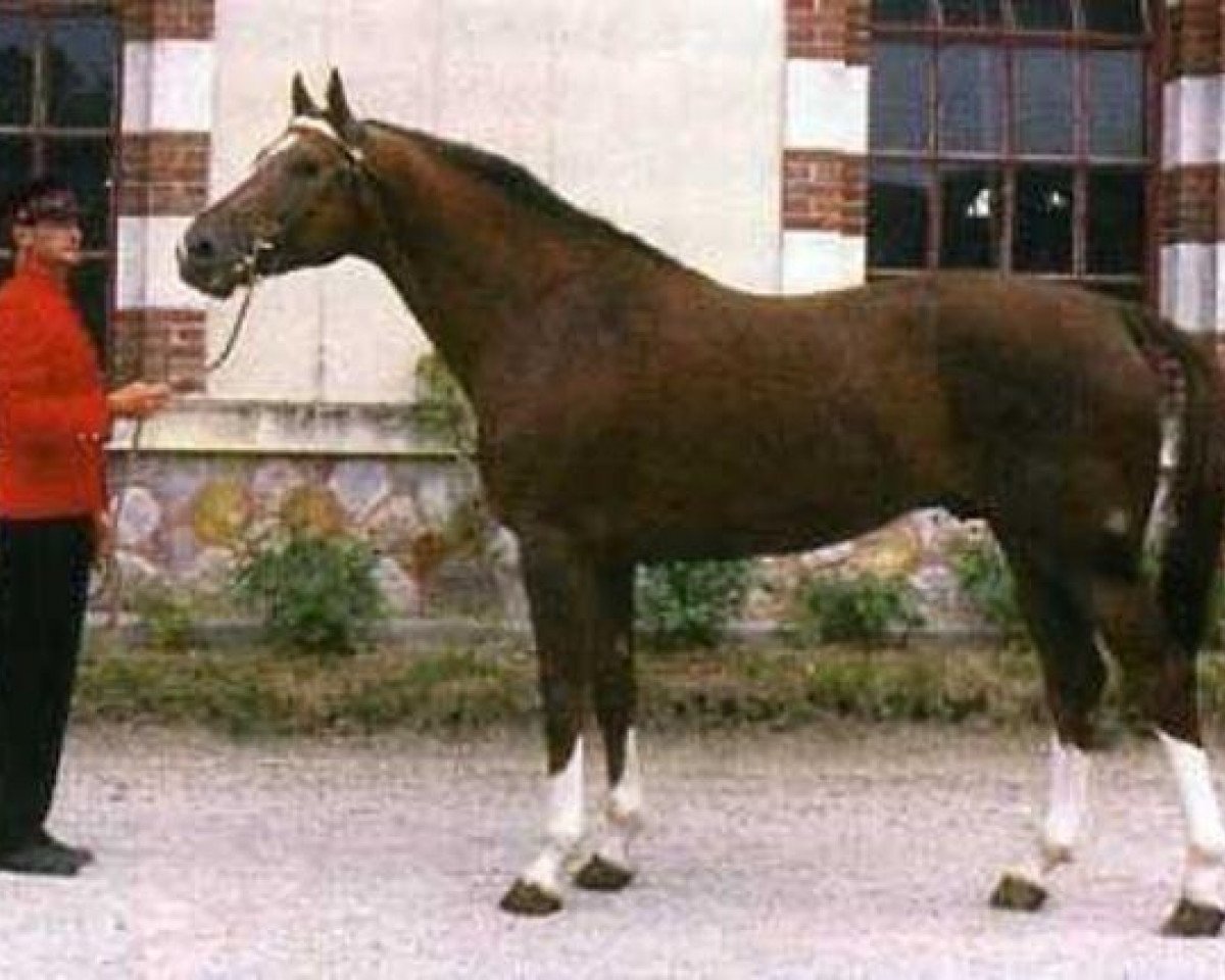 Deckhengst Muguet du Manoir (Selle Français, 1978, von Artichaut)