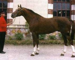 stallion Muguet du Manoir (Selle Français, 1978, from Artichaut)