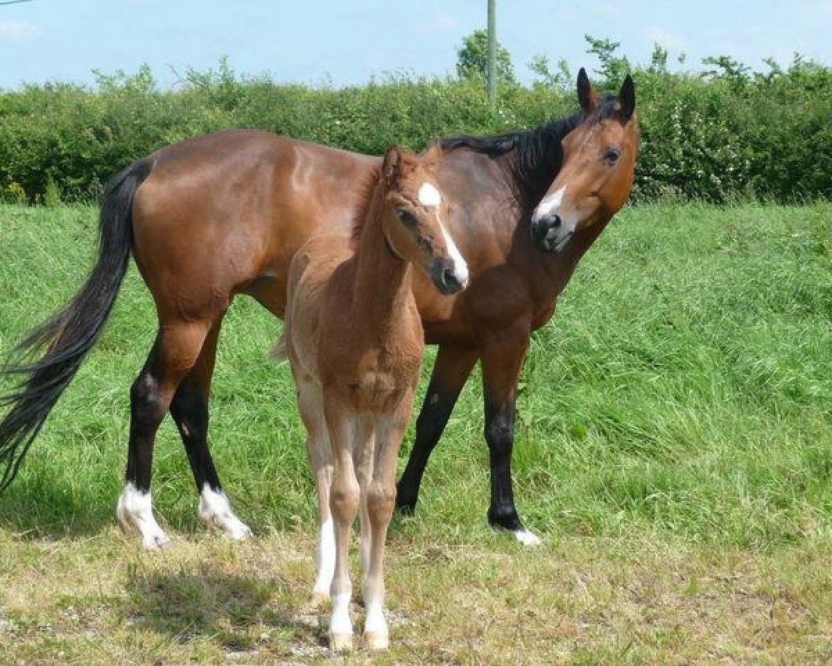 broodmare Opportune de Circée (Selle Français, 2002, from Dutyfry de la Loge)