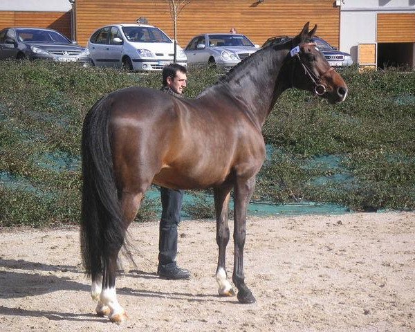 stallion Dutyfry de la Loge (Selle Français, 1991, from Quat'Sous)
