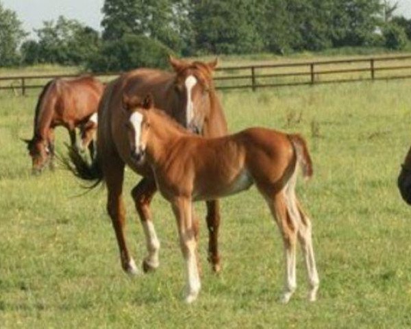 horse Altesse de Circée (Selle Français, 2010, from Utah van Erpekom)