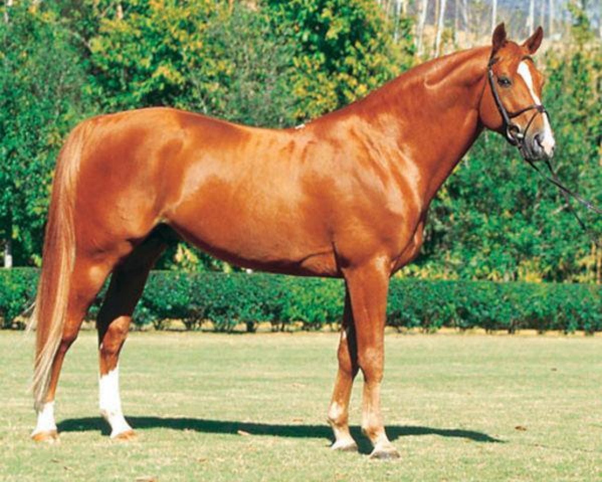 stallion Alcamera de Moyon (Selle Français, 1988, from Alme)