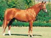 stallion Alcamera de Moyon (Selle Français, 1988, from Almé)