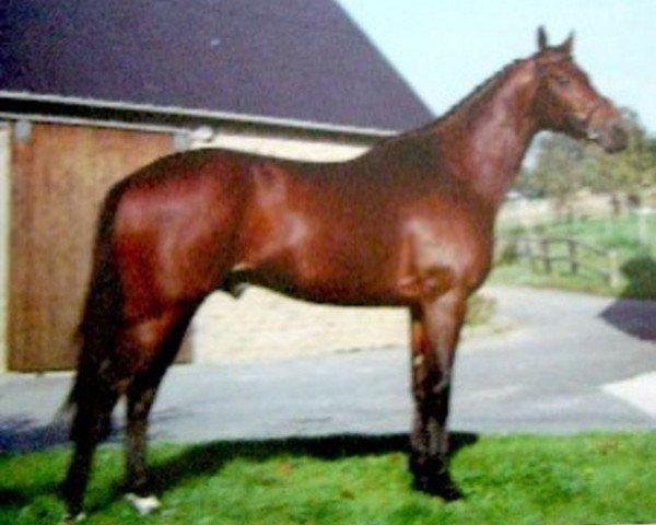 stallion Denard (Selle Français, 2008, from Don Frederico)