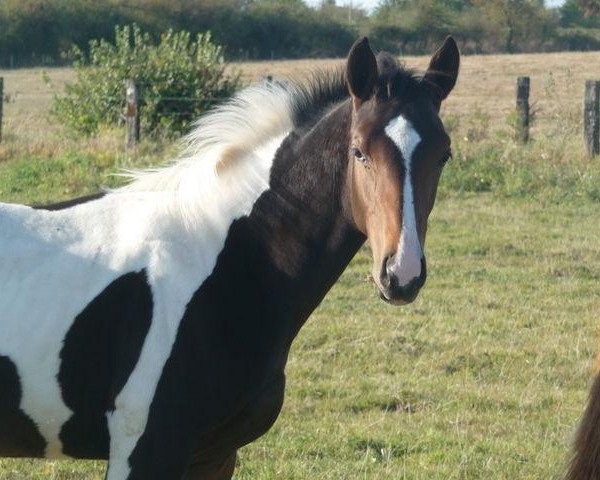 horse van Gogh de Circee (Selle Français, 2009, from Utah van Erpekom)