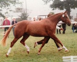 broodmare Diva (Westphalian, 1988, from Der Clou)