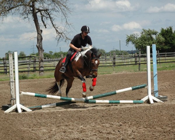 dressage horse Little Lana (unknown, 2009)