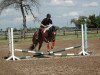 dressage horse Little Lana (unknown, 2009)