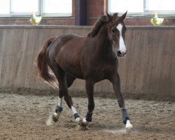 dressage horse Florestan's Legacy (Rheinländer, 2002, from Florestan I)