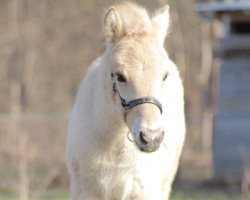 horse Isjian von der Marien-Quelle (Fjord Horse, 2022, from Isko)