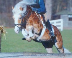 Deckhengst Adagio (Haflinger, 1999, von Aaron)