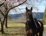 dressage horse Diva 624 (Hanoverian, 2012)