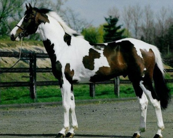 stallion Copabella Visage (Belgian Warmblood, 1998, from Limbo)