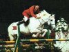 stallion Novilheiro (Lusitano, 1971, from Firme)