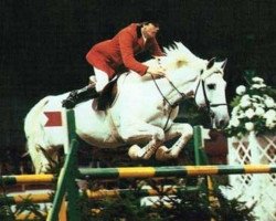 Deckhengst Novilheiro (Lusitano, 1971, von Firme)