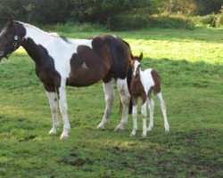 broodmare Wibrina (KWPN (Royal Dutch Sporthorse), 2003, from Jumbo-Jet)