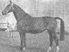 horse Lottie (Dutch Warmblood, 1960, from Sinaeda)
