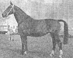 broodmare Lottie (KWPN (Royal Dutch Sporthorse), 1960, from Sinaeda)