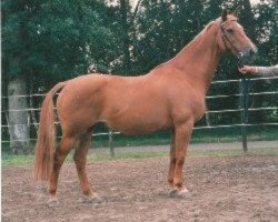 broodmare Porta (KWPN (Royal Dutch Sporthorse), 1974, from Porter)