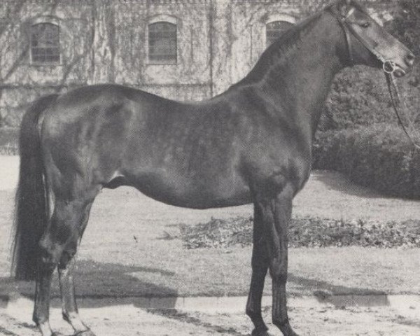 stallion Blauspecht xx (Thoroughbred, 1955, from Madjar xx)