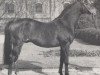 Pferd Blauspecht xx (Englisches Vollblut, 1955, von Madjar xx)