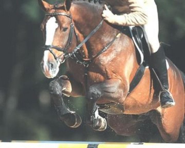 stallion Kenwood (Dutch Warmblood, 1992, from Goodtimes)