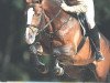 stallion Kenwood (Royal Warmblood Studbook of the Netherlands (KWPN), 1992, from Goodtimes)