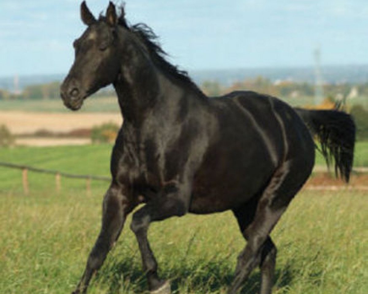 stallion Cocktail Jet (Westphalian, 2001, from Calato)