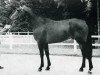 stallion Urbain SF (Selle Français, 1964, from Herquemoulin)
