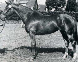 broodmare Gazelle d'Aubry (Selle Français, 1972, from Urbain SF)